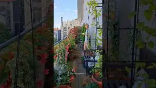 My Balcony Garden In 2024 #containergardening #balconygarden #shadegarden