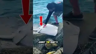 Helping a Stingray Mama Give Birth 🐋 #commentary #shorts