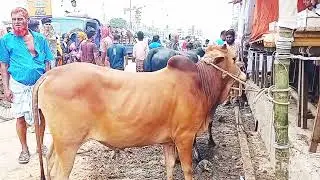 ২০২৫ সালের কুরবানির গরু কিনার ভিডিও।###