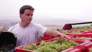 Coop&eacute;rative Viticole de Serzy et Prin - Coop&eacute;rative Viticole de Serzy et Prin - V-GB