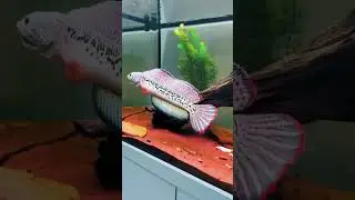 Channa barca .    #cheng garaka    #garaka cheng #snakehead #rare #exotic #fishdose