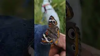 COMMON BUCKEYE BUTTERFLY 🦋🎶⚘️🌼 #tennessee #butterfly #marip