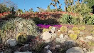 Walking tour of the Desert Garden at Huntington Library, Art Collections and Botanical Gardens