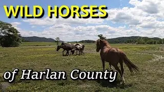 Visiting the Wild Horses of Harlan County | PINE MOUNTAIN KENTUCKY