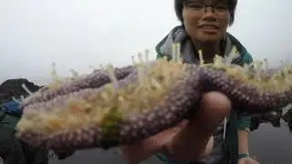 Pisaster Disaster - Recovering from Sea Star Wasting Disease
