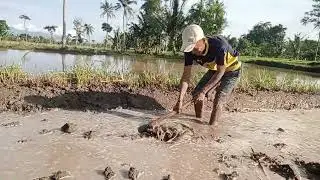 BAJAK SAWAH OLENG OLENG