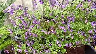 Salvia | My Flower Plant of the Week | Salvia Microphylla X Greggii