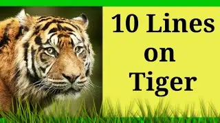 10 Lines on Tiger for Kids in English | Short Essay on Tiger | Easy lines on Tiger