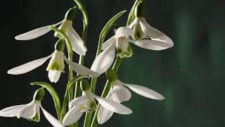 Snowdrops opening time lapse with rotate