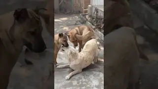 Dog #dog #dogfunny #animals #dogvideo