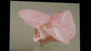 Synthesized Simurgh - Fuchsia
