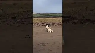 Holly Irish Westie meets a Collie on the beach