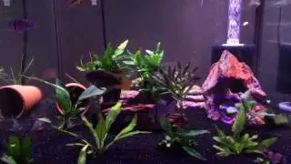 35 Gallon Cube Aquarium Cichlids