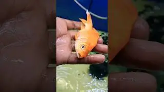Goldfish Found Dead in Mysterious Nighttime Incident