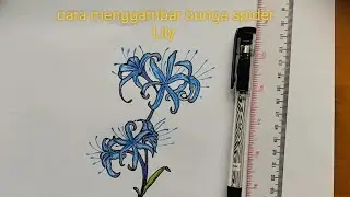 Mudah dan Cepat!!Cara Menggambar Bunga Spider Lily| How to Draw a Spider Lily Flower