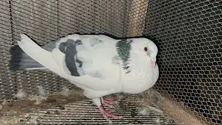 ¿Como Emparejar unas palomas ?Emparejando palomas en mi criadero. El Emparejamiento de las palomas