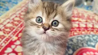 Kitten Battery Never Runs Out 🔋🐱
