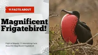 Flight of Majesty: 11 Astonishing Facts About the Magnificent Frigatebird!