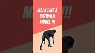 Best Dogs Wearing Shoes Compilation
