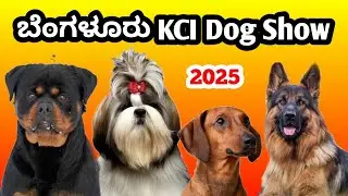 Banglore KCI Dog Show 2025 | Doberman Beagle Labrador Retriever Show Ring | 