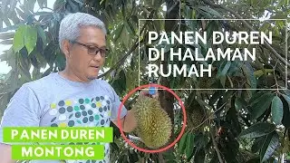 PANEN DUREN DI HALAMAN RUMAH..KOK BISA?