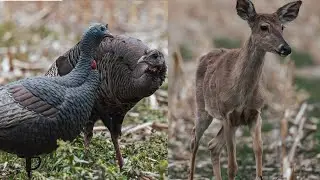 4K Curious Wildlife Investigate Decoy Setup