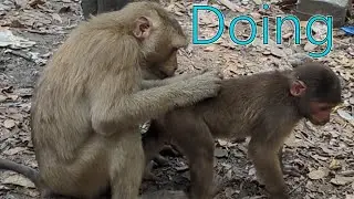 What is the monkey's name?