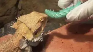 Annabel Lee loves her goliath worms
