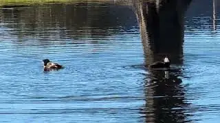 Male Hooded Merganser has Black & White Crest & Bathes in Pond with Female on E/W Broadway Street! 
