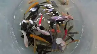 Çamaşır Suyuyla Akvaryum mu temizlenir ?