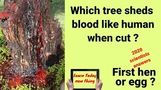 Tree sheds BLOOD | GK facts | Learn Today Zone