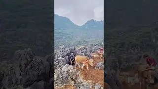The hardworking farmer farms in the gaps between the rocky hills.