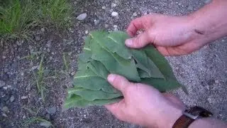 Foraging Edible Plants - Gathering Mullein for Apothecary | Wild Food
