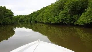 River Cruise in Sepilok Mangrove