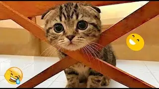 You Laugh You Lose 😸 Funniest Cats and Dogs 2026 🐾❣️ Part 18