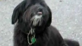 Bruno The Wonderdog