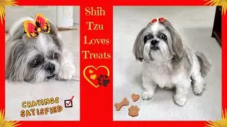 Treats are the highlight of Lacey's day! 😋🍖 | Cute butterfly bow 🦋 | Funny Shih Tzu dog 🐾