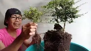 Bonsai ideas : Shohin and shito size bonsai workshop