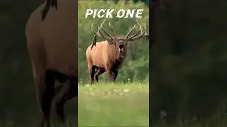 Pick one #music #deerhunter #deerhunting #bigdeer #deerhorn #hunting #wildlife #wildhunting #deer
