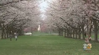 Cherry Blossom Festival Returns To Philadelphia's Shofuso Japanese Cultural Center For First Time Si