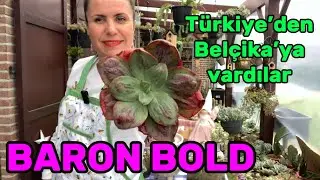 &Uuml;TOPYA &Ccedil;İ&Ccedil;EKEVİ&rsquo;nden ve SUKU_LAND&rsquo;ten BEL&Ccedil;İKA&rsquo;ya varanlar #sukulentbakımı #flowers