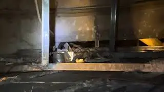 Civet family in my attic