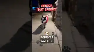Full Moon, Full Zoom . 15-Year-Old Pup Said &ldquo;One More Lap&rdquo; 🌕🐶