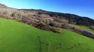 Nano Dart Hunting