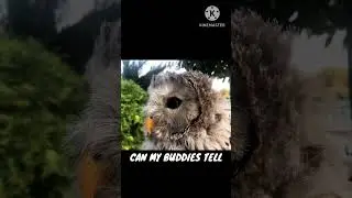 why owl's rotate head? #shortsfeed