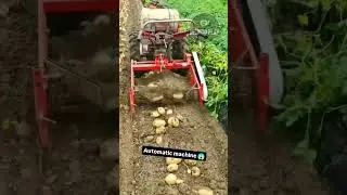 Conhe&ccedil;a o trator que arranca batatas e cebolas em um piscar de olhos!