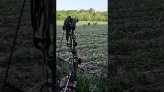 I can&rsquo;t believe I got drawn back! #bowonly #turkey #shorts #fyp #bowhunting