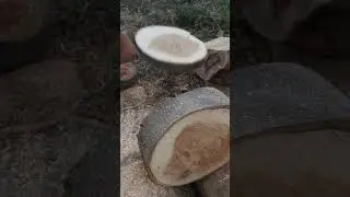 Get beautiful bowl blanks from fallen trees! #diywoodworking #woodturning