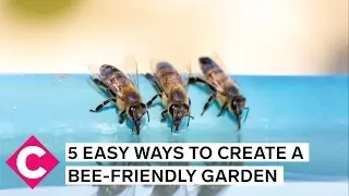5 easy ways to create a bee-friendly garden