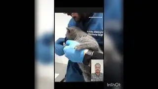 #funny #animals#funnyanimalreactions #animallover